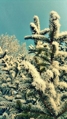 【隆冬百態(tài)】+牡丹江+【冷靜】