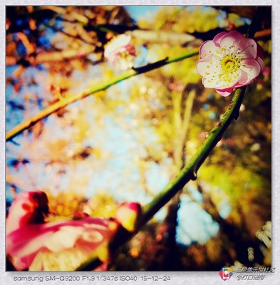 【隆冬百態(tài)】+昆明+又到臘梅盛開時