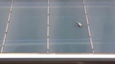 逝去的小鳥，愿你在天堂能過上一個(gè)溫暖的冬天