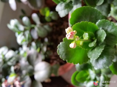 【隆冬百態(tài)】+天津+花開