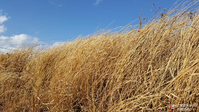 【2016/01/08】隨手拍之——冬日濃情