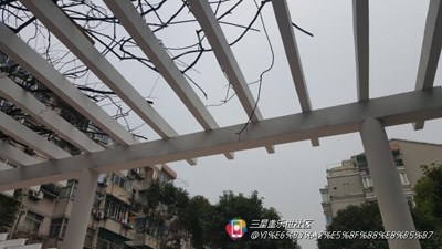 【隆冬百態(tài)】+上海+冬日的蕭瑟與艷陽