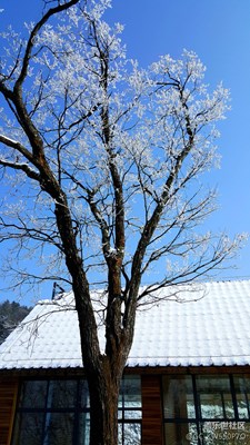 三星S6Edge拍家鄉(xiāng)冬景之霧凇