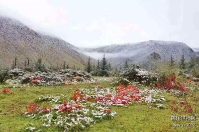 【冬日里的暖意】+香格里拉+雪中的紅毯