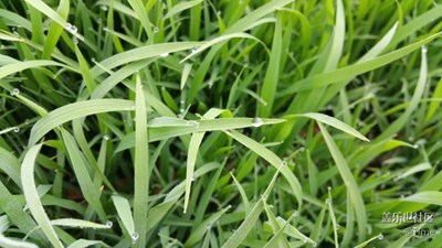 稻苗的綠色