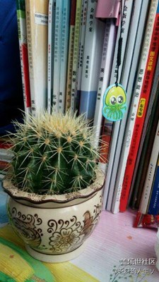 我的仙人球