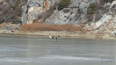 香格里拉的黑頸鶴