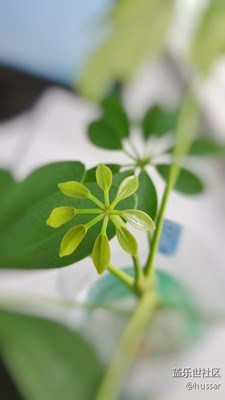 note4隨拍_綠葉