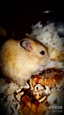 s6 edge下的小倉鼠