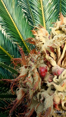 鐵樹結(jié)果