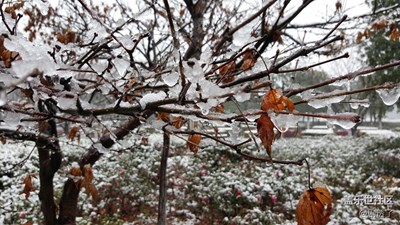 NOTE5隨手拍 樹(shù)枝和山峰