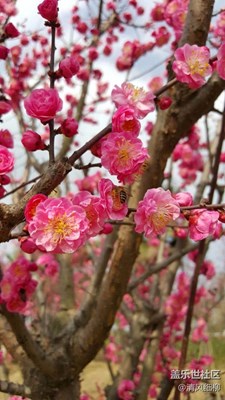 三星S6——新春紅梅贊