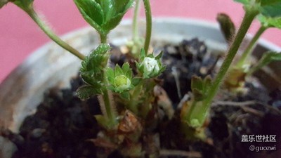 春節(jié)前種的