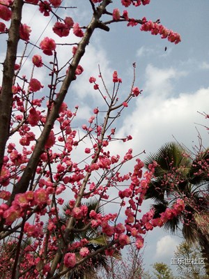 春暖花開的日子