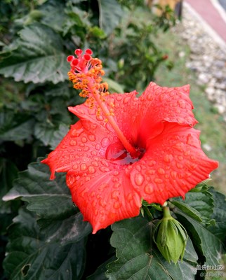 手機(jī)攝影---------小清新（微距幾張）