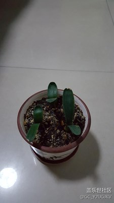 君子蘭成長(zhǎng)分享