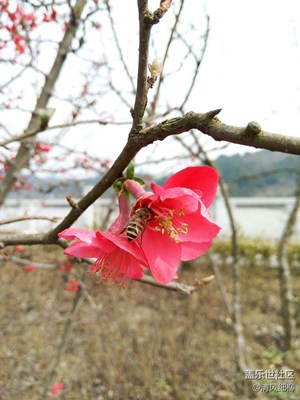 紅紅火火的春天