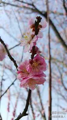 南京梅花節(jié)