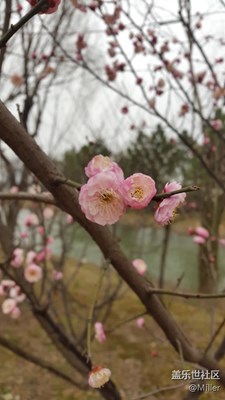 梅花開放！美膩！
