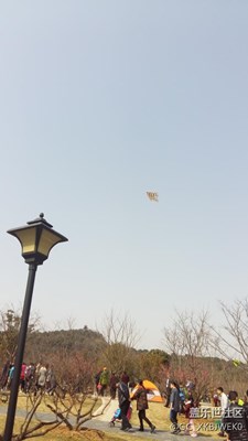 香山賞梅