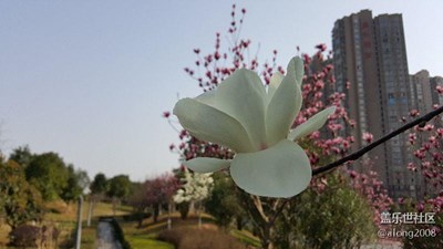 2016春天來啦，百花爭妍