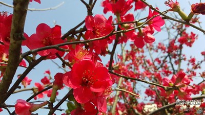 花之語~鐵腳海棠