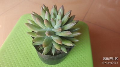 這是什么花？
