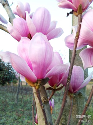 春天的玉女——玉蘭花