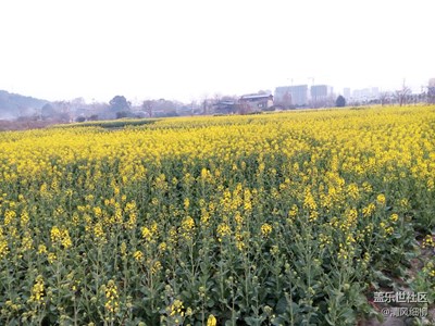 春到田間地頭黃   陽春三月菜花香