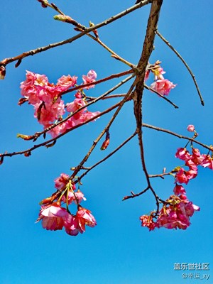 櫻花