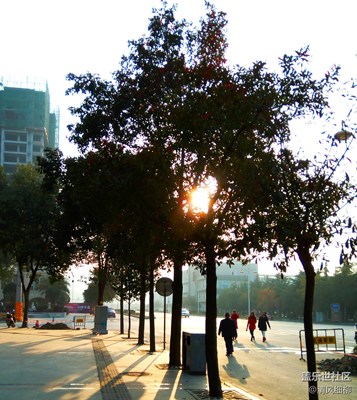 清晨的那抹暖陽