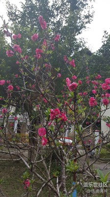 紅色桃花