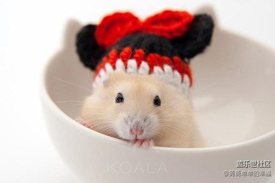 【簡簡單單】倉鼠與帽子