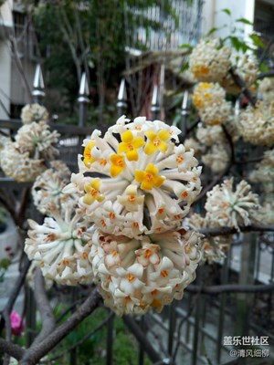 雄獅之態(tài)——獅頭花