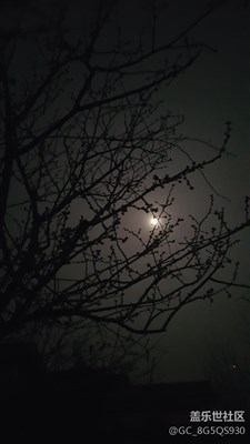 元宵樹(shù)下月