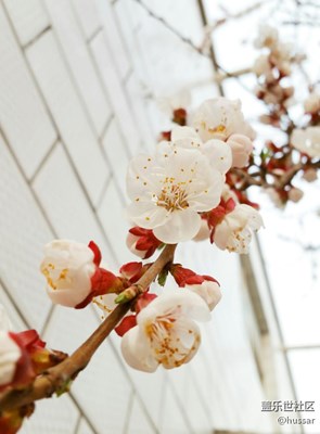 note4隨拍_杏花開