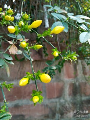 報春花開春來到