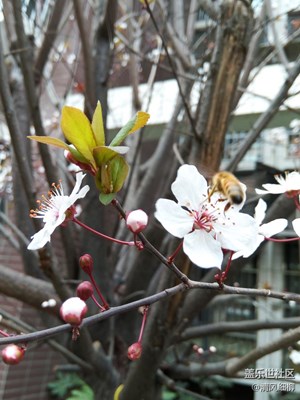 櫻花樹上的小精靈