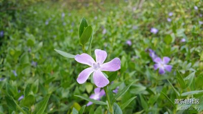 一枝獨(dú)秀