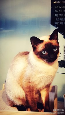 我和貓咪有個約會