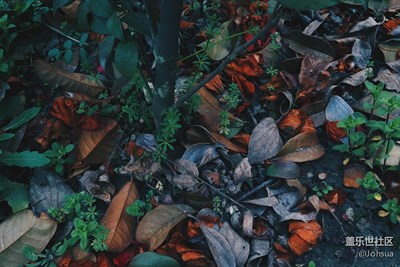 我在森林，你在達達拉城。