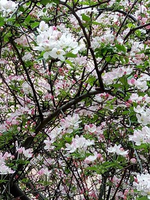 花中“西施”——粉櫻花