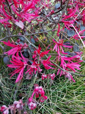 園林園丁——榧樹