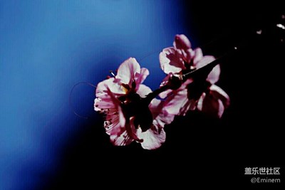 【花雖美，卻短暫】