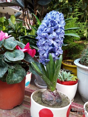 家有風(fēng)信滿室香