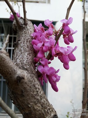 再看《紫荊花》