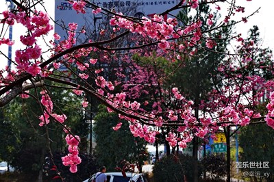 櫻花2