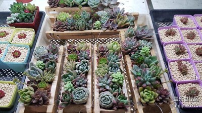 花鳥(niǎo)市場(chǎng)的新客人