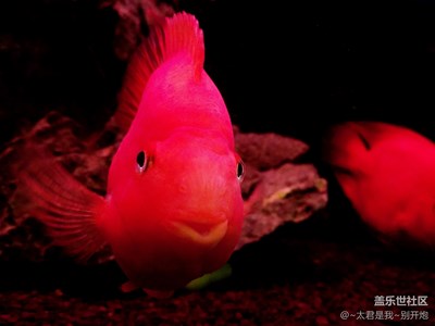 【愛不一樣，做先型者】魚的視覺