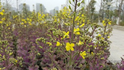 常德丁玲公園隨拍